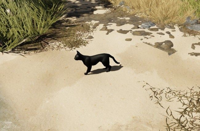 Черный кот в divinity: original sin 2