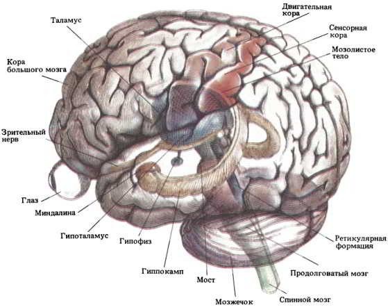 Читающий человек развивает подкорковую структуру мозга