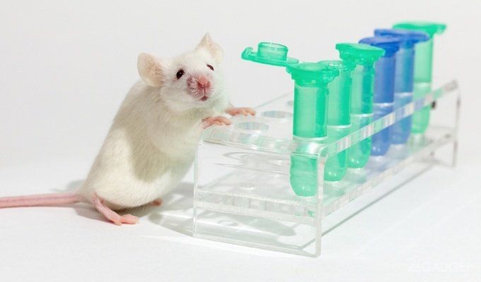 Учёные вылечили мышей от вич